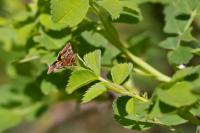 Periphanes cora