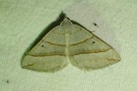 Scotopteryx