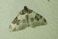 Xanthorhoe fluctuata