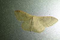 Idaea degeneraria