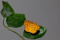 Pseudopanthera macularia