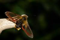 Hemaris fuciformis
