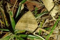 Herminia tarsicrinalis