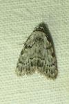 Meganola strigula