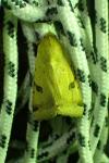 Heliothis peltigera