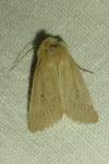 Mythimna sicula