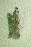 Phycitodes