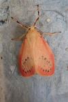 Miltochrista miniata