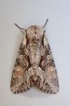 Lacanobia w-latinum