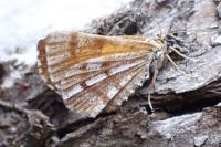 Bupalus piniaria