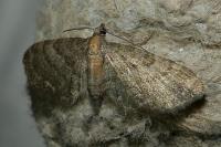 Eupithecia haworthiata