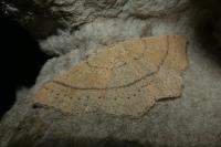 Cyclophora ruficiliaria