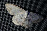 Scopula submutata roseonitens