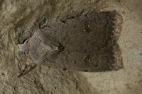 Caradrina flavirena