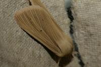 Mythimna pallens