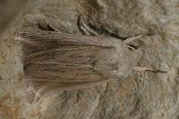 Mythimna riparia