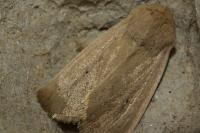 Mythimna sicula