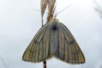 Siona lineata