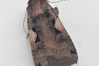 Xestia c-nigrum