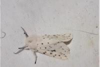 Spilosoma lubricipeda