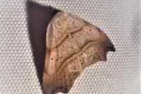 Laspeyria flexula