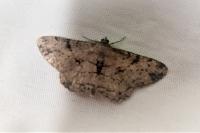 Peribatodes rhomboidaria rhomboidaria