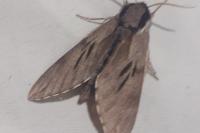 Hyloicus pinastri