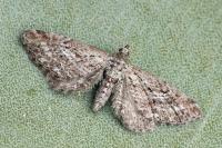 Eupithecia scopariata