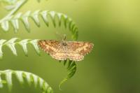 Ematurga atomaria
