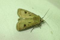 Agrotis exclamationis exclamationis