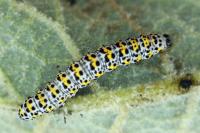Cucullia verbasci