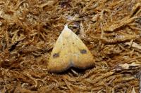 Rivula sericealis