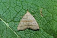 Herminia tarsicrinalis