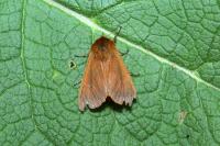 Phragmatobia fuliginosa