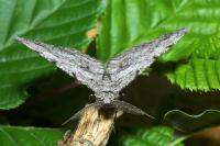 Peribatodes rhomboidaria rhomboidaria