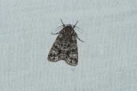 Acronicta rumicis