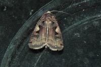 Xestia c-nigrum