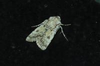 Agrotis ripae