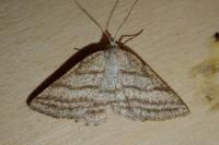 Perconia strigillaria