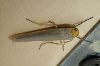 Manulea complana