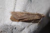 Nomophila noctuella