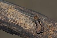Xestia c-nigrum