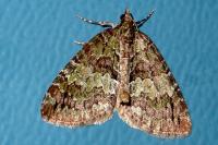 Hydriomena impluviata impluviata