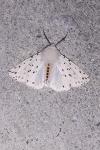 Spilosoma lubricipeda