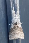 Calliteara pudibunda
