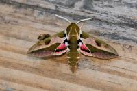 Hyles euphorbiae