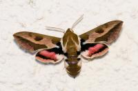 Hyles euphorbiae