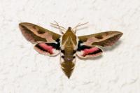 Hyles euphorbiae