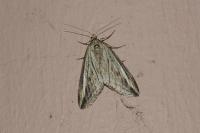 Chesias legatella
