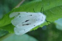 Diaphora mendica